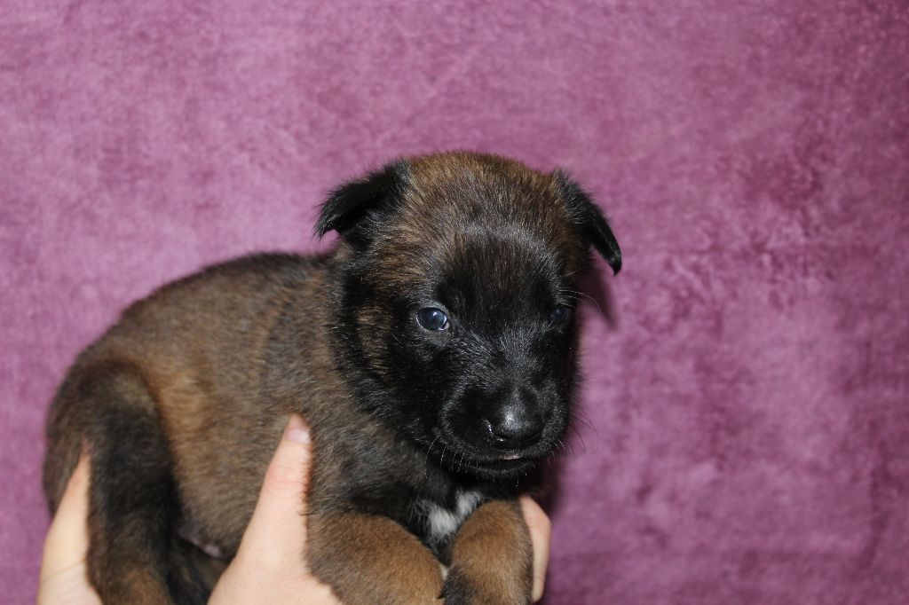 Onyx