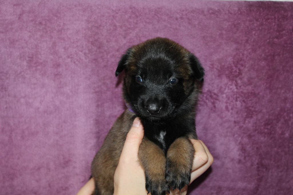 Orka